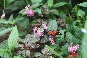 butterfly on flower