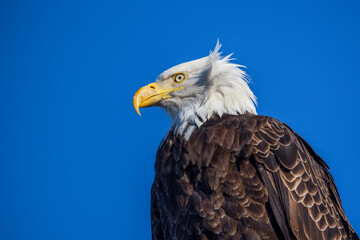 closeup portrait of American bald eagle in profile with blue sky in background.  Photo taken in Homer Alaska.