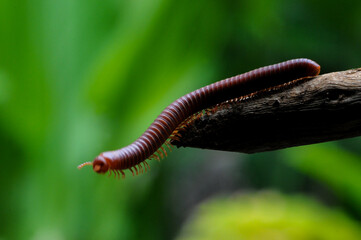 Giant millipede in branch and leaf of tree
