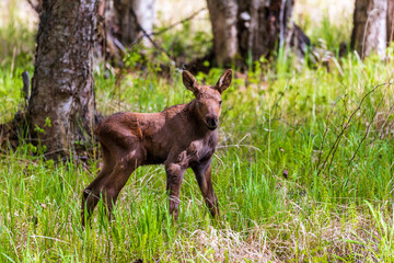 cute newborn wild baby moose calf standing  in spring meadow surrounded by grass and trees  near...