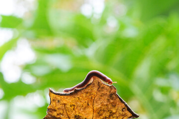 Giant millipede in branch and leaf of tree