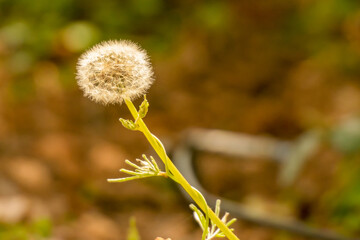 Dandelion close up against nature.
