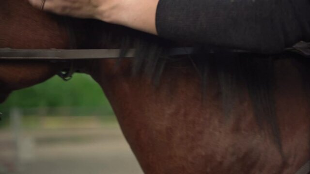 Close up of young woman hand stroking brown horseback after training. Friendship, care, respect, affection, trust concepts