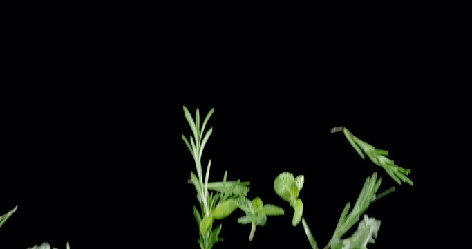 Leaves of salad fragrant herbs fly up and fall on a black background. Blackmagic Ursa Pro G2, 300 fps.