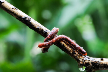 Giant millipede in branch and leaf of tree