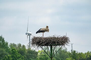 Storch und Windrad