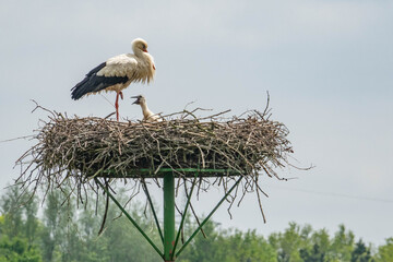 Storch
