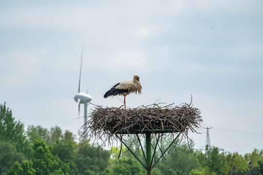 Storch und Windrad