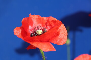 Rote Mohnblüte vor blauem Hintergrund