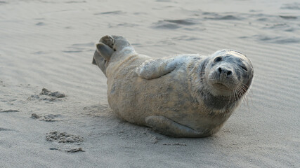 seal lying on the beach © BVpix