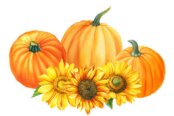 Flowers sunflowers and pumpkins on a white background, hand-drawn. Watercolor illustration, autumn harvest