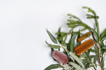 Beautiful native Banksia's and eucalyptus leaves on a white background, photographed from above.