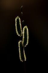 Contours of a Catkin in Backlight. Close-up of a catkin blooming in spring season showing its contours as it was shot in backlight.
