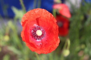 Glänzende Mohnblüte