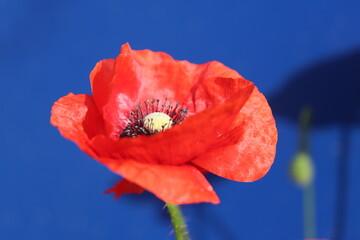 Zerzause Mohnblüte vor blauer Fläche