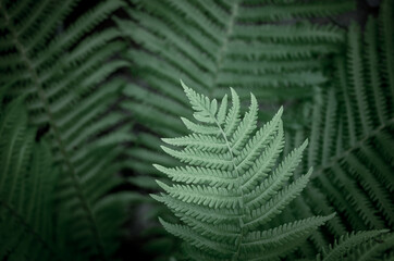Beautiful natural background of fern leaves. Abstract tropical background