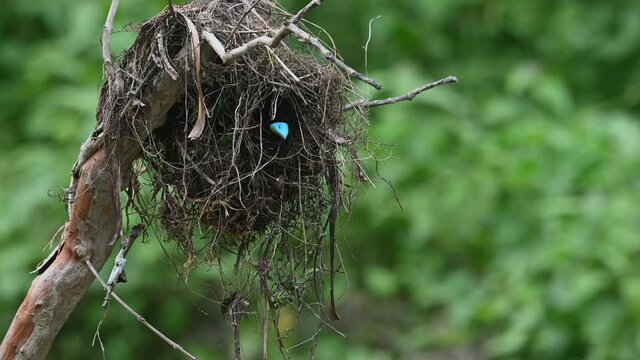 Black-and-red Broadbill, Cymbirhynchus macrorhynchos, Kaeng Krachan National, Thailand; seen inside the nest peeking out, bill bright comical blue, suddenly flies out of its nest going to a branch.