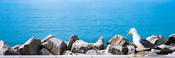 seagull walks along the pier. in the background the sea. banner