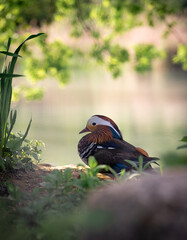 Ente die friedlich an einem kleinen See sitzt