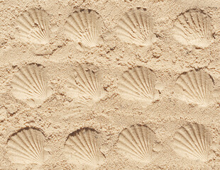 seashell prints in the sand