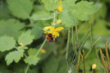 Schöllkrautblüte mit Hülsen und Hummel