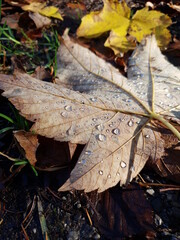 autumn leaves on the ground