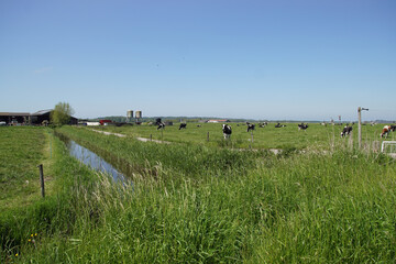 Pasture landscape. Black and white cows in the meadow and farm in the Netherlands. May, near the...