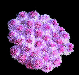 Allium flower growing on white background