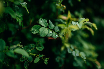 Obraz na płótnie Canvas Regentropfen auf den Blättern