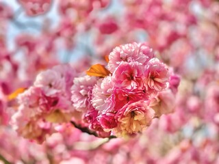 sakura flowers close up