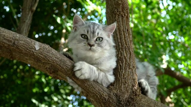 Cute persian cat climbing on a tree