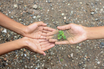 chidren Hand with green tree