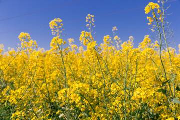 Fototapeta premium Image of yellow oilseed rape field at sunny day, landscape in Poland