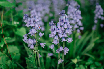 Nessel-Glockenblumen 