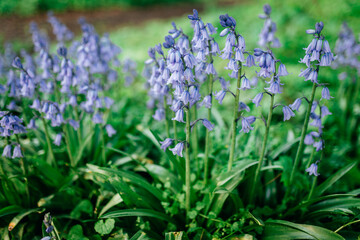 Nessel-Glockenblumen 
