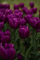 Fototapeta premium purple tulips in spring outdoors grow close-up