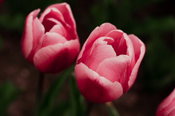pink tulips in spring outdoors grow close-up