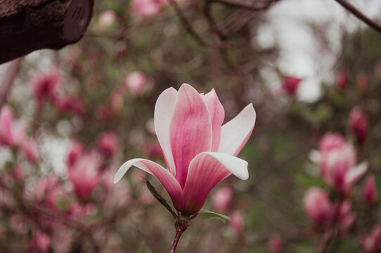 pink magnolia flowers on branches in spring blooms