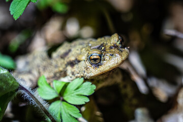 Morgetshofsee, Frosch