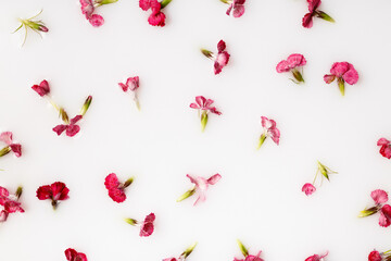 Spring herbs, petals and pink flowers floating on white liquid background. Violet and pink spring blooming floral pattern. Creative natural concept. Flat lay, top view.