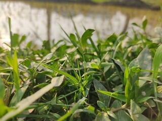Beautiful green grass on the lake. Colorful and Full of Life. green background.