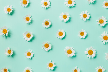 Chamomile flower herb pattern isolated on a bright blue background. Creative natural floral...
