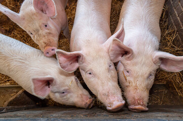 Bien être animal, élevage de porcs sur paille