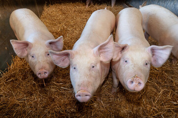 Bien être animal, élevage de porcs sur paille