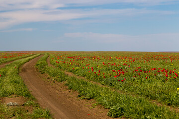 Fototapeta na wymiar Steppe dirt road through a field of blooming wild tulips in Kalmykia