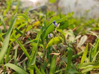 Beautiful green grass on the lake. Colorful and Full of Life. green background.