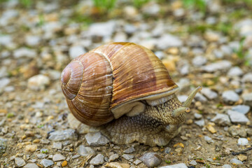 Schnecke