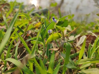 Beautiful green grass on the lake. Colorful and Full of Life. green background.