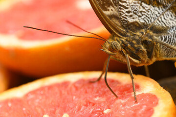 Tropical butterfly hiding under a green leaf.Tropical colorful butterfly sucking juice from a...