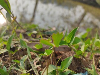 Beautiful green grass on the lake. Colorful and Full of Life. green background.